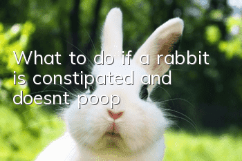 What to do if a rabbit is constipated and doesn’t poop