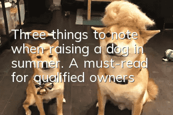 Three things to note when raising a dog in summer. A must-read for qualified owners!