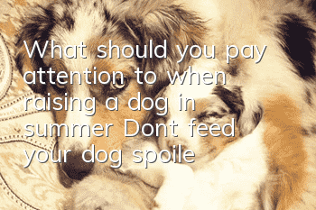 What should you pay attention to when raising a dog in summer? Don’t feed your dog spoiled food