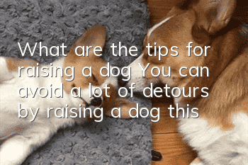 What are the tips for raising a dog? You can avoid a lot of detours by raising a dog this way!