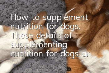 How to supplement nutrition for dogs. These details of supplementing nutrition for dogs are very important!
