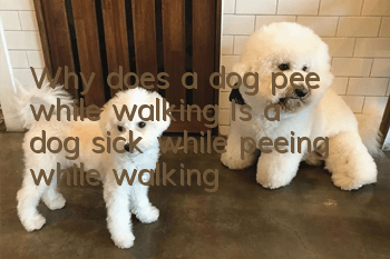 Why does a dog pee while walking? Is a dog sick while peeing while walking?