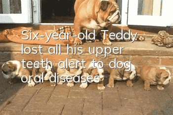 Six-year-old Teddy lost all his upper teeth, alert to dog oral diseases