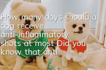 How many days should a dog receive anti-inflammatory shots at most? Did you know that anti-inflammatory shots are antibiotics?