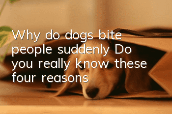 Why do dogs bite people suddenly? Do you really know these four reasons?