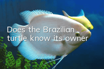 Does the Brazilian turtle know its owner?