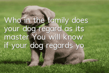 Who in the family does your dog regard as its master? You will know if your dog regards you as its master.