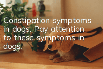 Constipation symptoms in dogs. Pay attention to these symptoms in dogs.