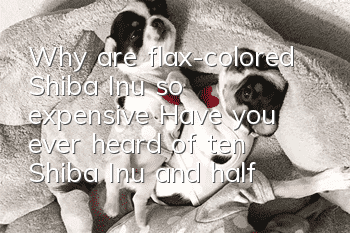 Why are flax-colored Shiba Inu so expensive? Have you ever heard of ten Shiba Inu and half flax?