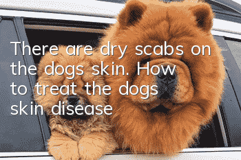There are dry scabs on the dog’s skin. How to treat the dog’s skin disease?
