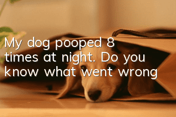 My dog ​​pooped 8 times at night. Do you know what went wrong?