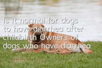 Is it normal for dogs to have diarrhea after childbirth? Owners of dogs who have diarrhea after childbirth should not ignore it!