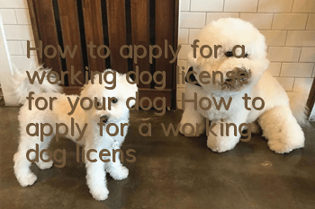 How to apply for a working dog license for your dog. How to apply for a working dog license for your dog.