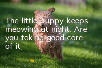 The little puppy keeps meowing at night. Are you taking good care of it?