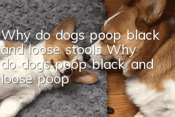 Why do dogs poop black and loose stools? Why do dogs poop black and loose poop?