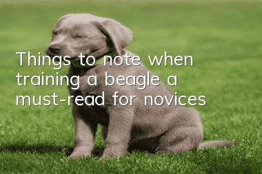 Things to note when training a beagle, a must-read for novices!
