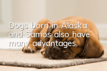Dogs born in Alaska and Samos also have many advantages.