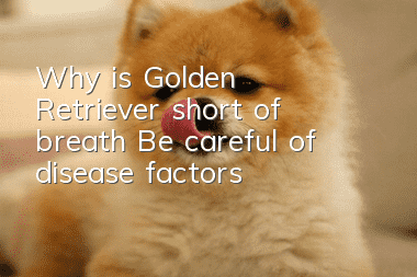 Why is Golden Retriever short of breath? Be careful of disease factors