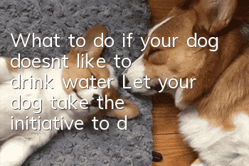 What to do if your dog doesn’t like to drink water? Let your dog take the initiative to drink water