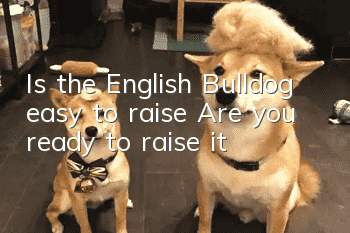 Is the English Bulldog easy to raise? Are you ready to raise it?