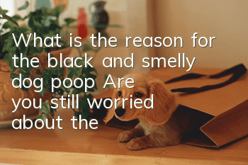 What is the reason for the black and smelly dog ​​poop? Are you still worried about the black and smelly dog ​​poop?
