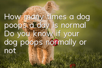 How many times a dog poops a day is normal? Do you know if your dog poops normally or not?