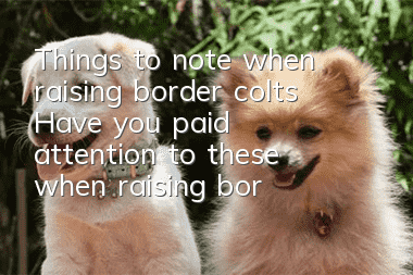 Things to note when raising border colts Have you paid attention to these when raising border colts?