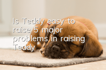 Is Teddy easy to raise? 5 major problems in raising Teddy