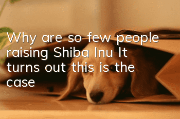 Why are so few people raising Shiba Inu? It turns out this is the case