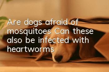 Are dogs afraid of mosquitoes? Can these also be infected with heartworms?