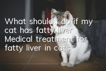 What should I do if my cat has fatty liver? Medical treatment for fatty liver in cats!