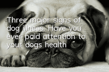 Three major signs of dog illness. Have you ever paid attention to your dog’s health?