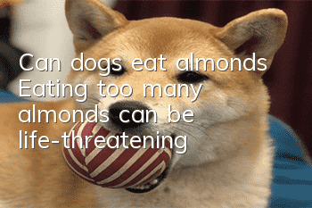 Can dogs eat almonds? Eating too many almonds can be life-threatening!