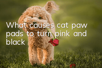 What causes cat paw pads to turn pink and black?