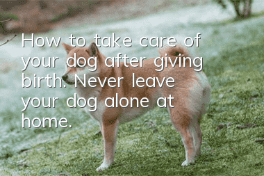 How to take care of your dog after giving birth. Never leave your dog alone at home.