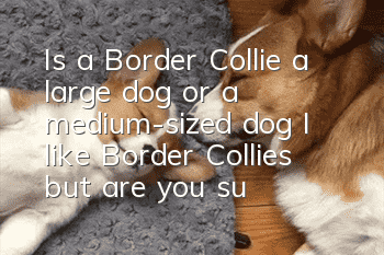 Is a Border Collie a large dog or a medium-sized dog? I like Border Collies but are you sure about them?