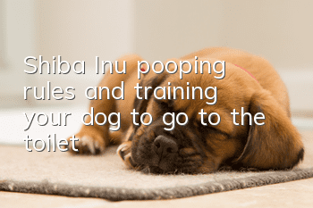 Shiba Inu pooping rules and training your dog to go to the toilet