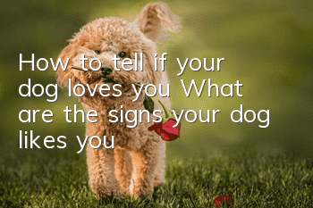 How to tell if your dog loves you? What are the signs your dog likes you?