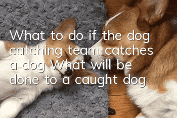 What to do if the dog catching team catches a dog? What will be done to a caught dog?