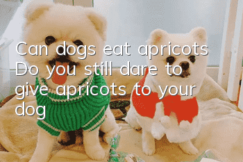 Can dogs eat apricots? Do you still dare to give apricots to your dog?