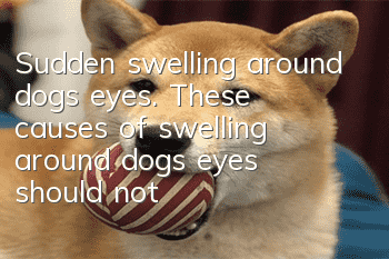 Sudden swelling around dog’s eyes. These causes of swelling around dog’s eyes should not be ignored.
