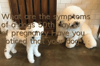 What are the symptoms of a dog’s 50th day of pregnancy? Have you noticed that your dog is about to give birth?