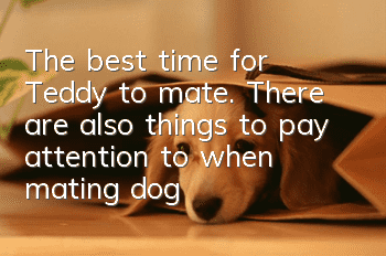 The best time for Teddy to mate. There are also things to pay attention to when mating dogs.