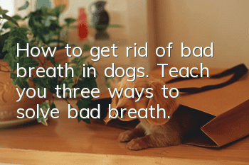 How to get rid of bad breath in dogs. Teach you three ways to solve bad breath.