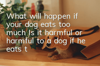 What will happen if your dog eats too much? Is it harmful or harmful to a dog if he eats too much?