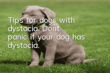 Tips for dogs with dystocia. Don’t panic if your dog has dystocia.