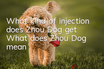What kind of injection does Zhou Dog get? What does Zhou Dog mean?
