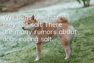 Will dogs lose hair if they eat salt? There are many rumors about dogs eating salt.