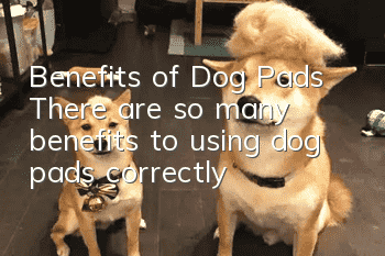 Benefits of Dog Pads There are so many benefits to using dog pads correctly!
