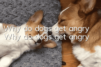 Why do dogs get angry? Why do dogs get angry?